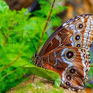 2025_03_01_TheButterflyPlace-10325-Edit1080.jpg