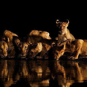 Lions Waterhole, Shompole, Kenya.jpg