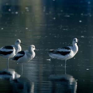 American Avocets.jpg