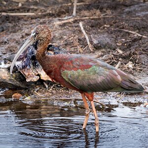 Glossy Ibis.jpg