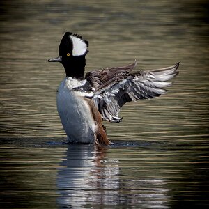 Hooded Merganser (drake).jpg