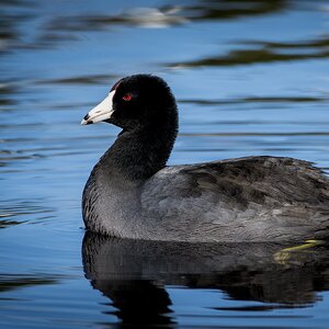 American Coot.jpg