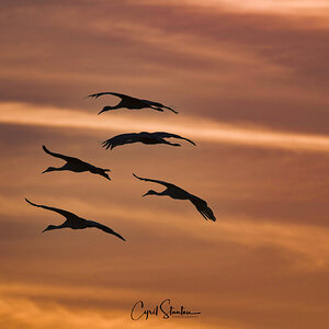 cranes at sunset 150-600.jpg