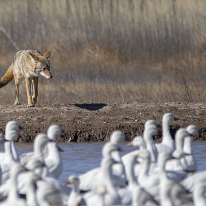 Coyote at Bosque.jpg