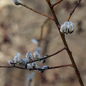 Dew on pussy willows.jpg