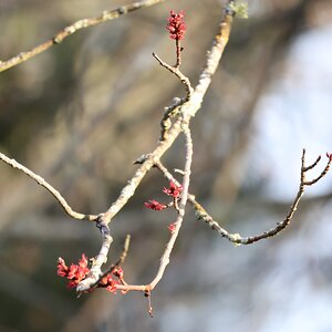 Maple buds.JPG