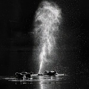 hippos blowing (1 of 1).jpg