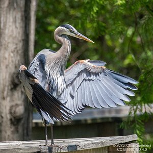 2025-0005-266 River Grove Park.jpg