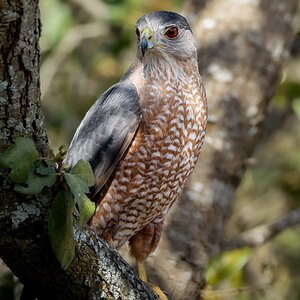 Cooper's Hawk – San Antonio, Texas