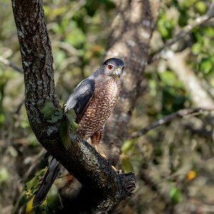 Cooper's Hawk – San Antonio, Texas