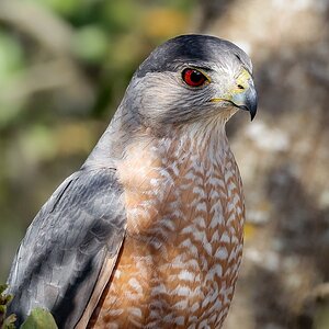 Cooper's Hawk – San Antonio, Texas