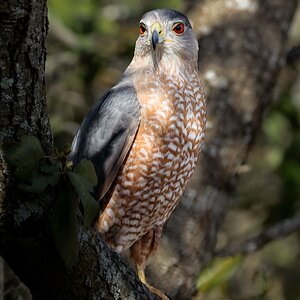 Cooper's Hawk – San Antonio, Texas