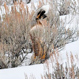 Red Fox diving behind some sage
