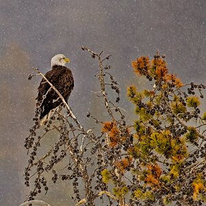 Bald Eagle on a snowy day in Yellowstone National Park