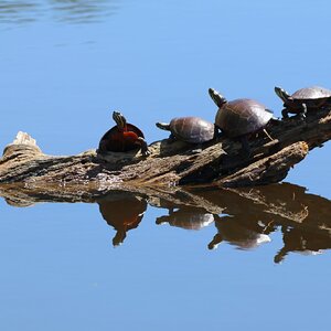 Turtles on a log.JPG