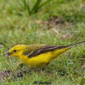Yellow wagtail