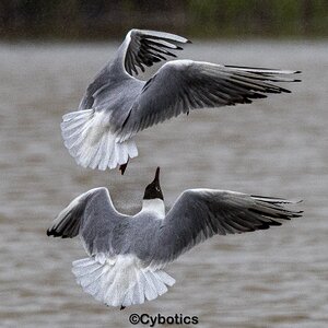 Black headed gulls