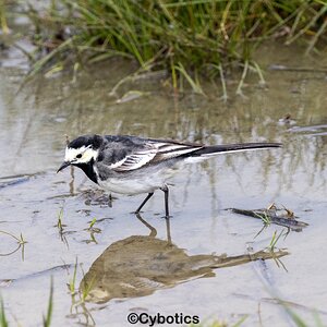 Pied wagtail