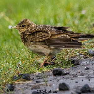 Skylark