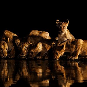 Lions-with-Copyright.jpg