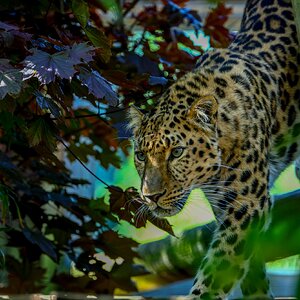 Colchester Zoo 10-05-25 0005.jpg