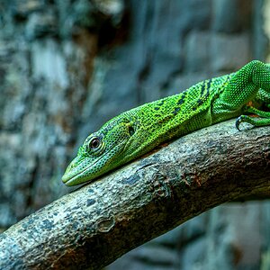 Colchester Zoo 10-05-25 0009.jpg