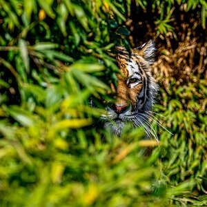 Colchester Zoo 10-05-25 0022.jpg