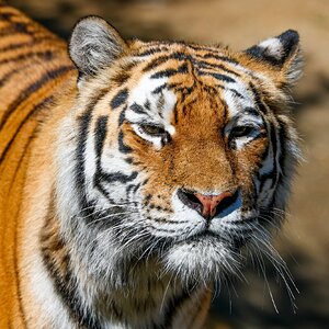 Colchester Zoo 10-05-25 0027.jpg