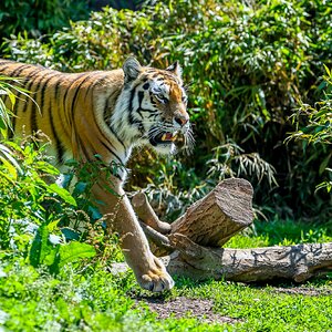 Colchester Zoo 10-05-25 0042.jpg