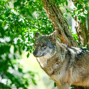 Colchester Zoo 10-05-25 0106.jpg