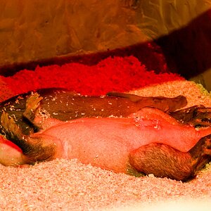 Colchester Zoo 10-05-25 0045.jpg