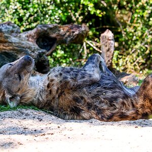 Colchester Zoo 10-05-25 0077.jpg