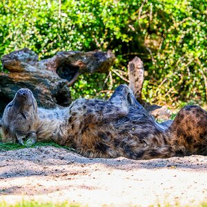 Colchester Zoo 10-05-25 0078.jpg
