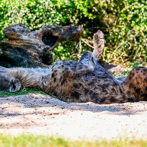 Colchester Zoo 10-05-25 0079.jpg