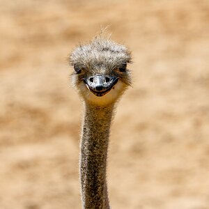 Colchester Zoo 10-05-25 0050.jpg