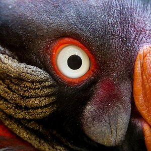 Colchester Zoo 10-05-25 0013.jpg