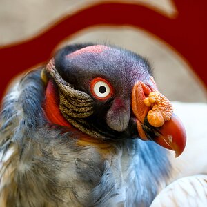 Colchester Zoo 10-05-25 0014.jpg