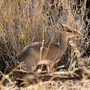 Dik Dik in the Bush 2, Lewa, Kenya (1 of 1).jpg