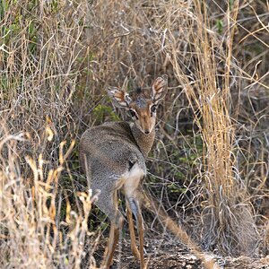 Dik Dik in the Bush, Lewa, Kenya (1 of 1).jpg