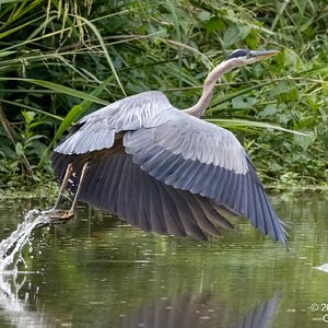 2025-030 013 River Grove Park birds-2.jpg