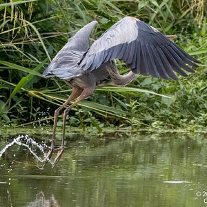 2025-030 015 River Grove Park birds-2.jpg