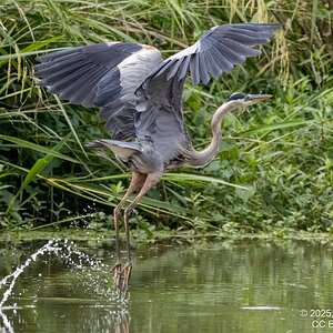 2025-030 016 River Grove Park birds-2.jpg