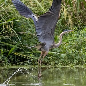 2025-030 017 River Grove Park birds-2.jpg