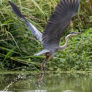 2025-030 018 River Grove Park birds-2.jpg