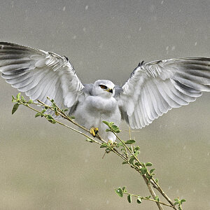 Black-Winged Kite in Rain Lewa, Kenya (1 of 1).jpg