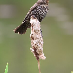 red wing blackbird 1.JPG