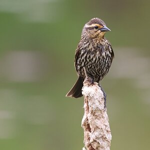 redwing blackbird.JPG