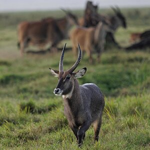 Water Buck, Lewa, Kenya (1 of 1).jpg