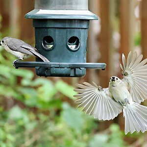 Birdfeeder Final.jpg