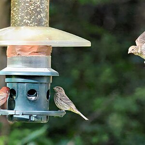 Birdfeeder Final 2.jpg